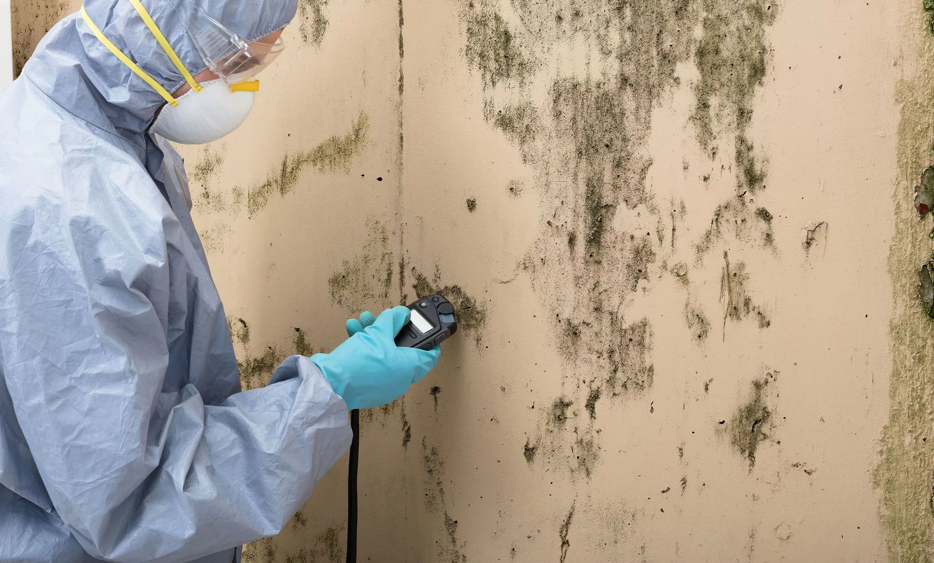 Renting a Property? Here’s Why Post-Mold Remediation Testing Matters