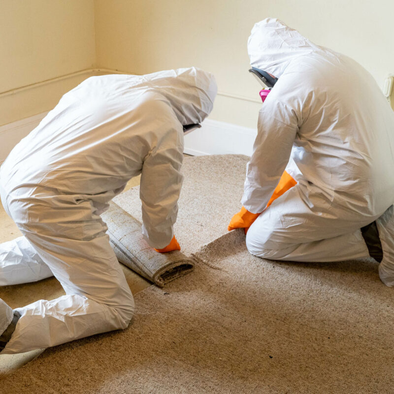 Need Mold Inspection Near Me? Call LA's Top Experts